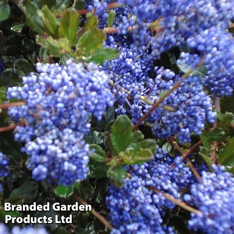 Ceanothus 'Blue Sapphire' 3 Ceanothus 'Blue Sapphire' - Image 3