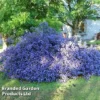 Ceanothus 'Blue Sapphire'