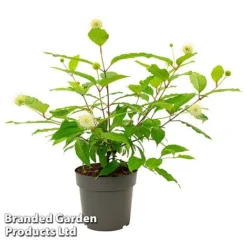 Cephalanthus Occidentalis 'Honeyballs' -Florist Zone CEPH HONEYBALL S44109