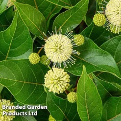 Cephalanthus Occidentalis 'Honeyballs' -Florist Zone CEPH HONEYBALL S44112