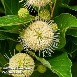 Cephalanthus Occidentalis 'Honeyballs' -Florist Zone CEPH HONEYBALL S44115