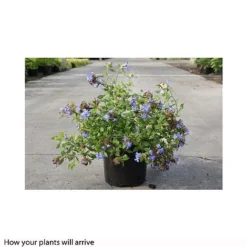 Ceratostigma Willmottianum 'Forest Blue' -Florist Zone CERA T66117 B h