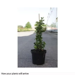 Chaenomeles X Superba 'Jet Trail' -Florist Zone CHAE T66127 B h