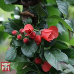 Chaenomeles 'Orange Storm' -Florist Zone CHAE T79995 D