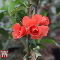 Chaenomeles 'Orange Storm' -Florist Zone CHAE T79995 F