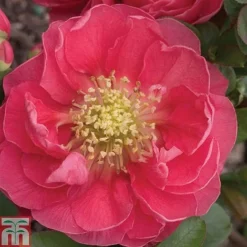 Chaenomeles 'Pink Storm' 7 Chaenomeles 'Pink Storm' -Florist Zone CHAE T79996 A