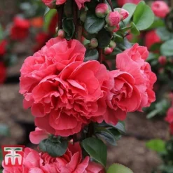 Chaenomeles 'Pink Storm' 8 Chaenomeles 'Pink Storm' -Florist Zone CHAE T79996 C