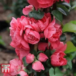 Chaenomeles 'Pink Storm' 9 Chaenomeles 'Pink Storm' -Florist Zone CHAE T79996 E