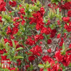 Chaenomeles 'Scarlet Storm' -Florist Zone CHAE T79997 B