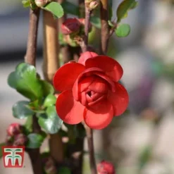 Chaenomeles 'Scarlet Storm' -Florist Zone CHAE T79997 E