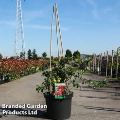 Chaenomeles Superba 'Texas Scarlet'