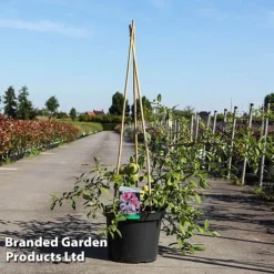 Chaenomeles Speciosa 'Toyo-Nishiki'
