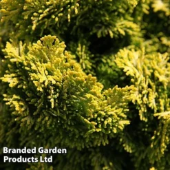 Chamaecyparis Obtusa 'Nana Aurea'