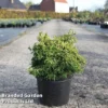 Chamaecyparis Obtusa 'Tsatsumi Gold'