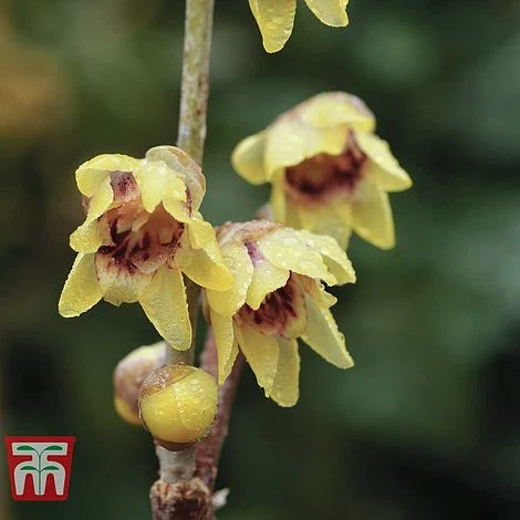 Chimonanthus Praecox 1 Chimonanthus Praecox