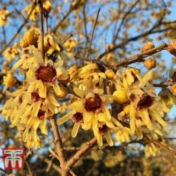 Chimonanthus Praecox 7 Chimonanthus Praecox -Florist Zone CHIM T58138 C