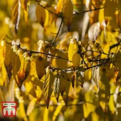 Chimonanthus Praecox 8 Chimonanthus Praecox -Florist Zone CHIM T58138 D