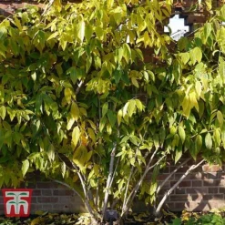 Chimonanthus Praecox 9 Chimonanthus Praecox -Florist Zone CHIM T58138 E