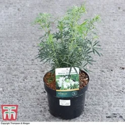 Choisya X Dewitteana 'White Dazzler' -Florist Zone CHOI 62039 A