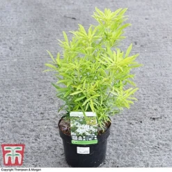 Choisya X Dewitteana 'Aztec Gold' -Florist Zone CHOI 66142 A