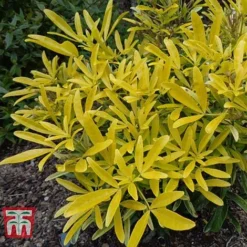 Choisya X Dewitteana 'Aztec Gold'