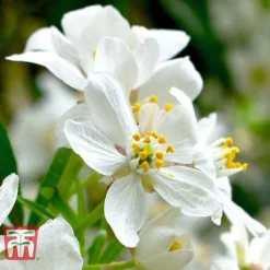 Choisya X Dewitteana 'Aztec Pearl' -Florist Zone CHOI T66143 C