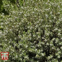 Choisya X Dewitteana 'Aztec Pearl' -Florist Zone CHOI T66143 D