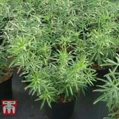 Choisya X Dewitteana 'Aztec Pearl' -Florist Zone CHOI T66143 F