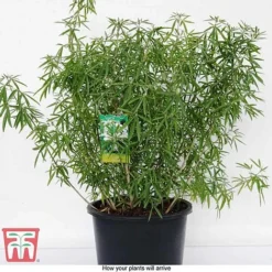 Choisya X Dewitteana 'Aztec Pearl' -Florist Zone CHOI T66143 G