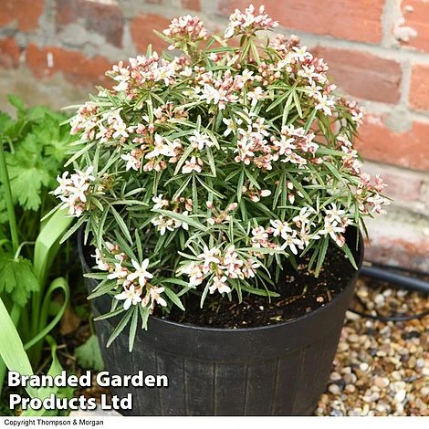 Choisya 'Little Bee' 3 Choisya 'Little Bee' - Image 3