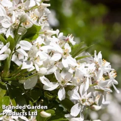 Evergreen Patio Shrub Collection -Florist Zone CHOI TERNATA L30898