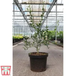 Citrus Trifoliata -Florist Zone CITR TKA3374 B