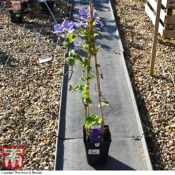 Clematis 'General Sikorski' 5 Clematis 'General Sikorski' -Florist Zone CLEM 59409 A2