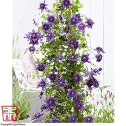Clematis 'Kokonoe' 10 Clematis 'Kokonoe' -Florist Zone CLEM KA8209 D