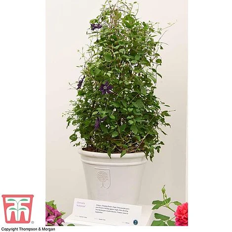 Clematis 'Kokonoe' 3 Clematis 'Kokonoe' - Image 3