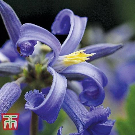 Clematis 'New Love' 2 Clematis 'New Love' - Image 2