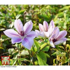 Clematis 'Nelly Moser' -Florist Zone CLEM T58049 AA