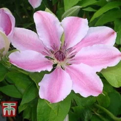 Clematis 'Nelly Moser' -Florist Zone CLEM T58049 B
