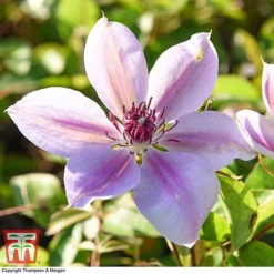 Clematis 'Nelly Moser' -Florist Zone CLEM T58049 BB