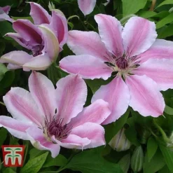 Clematis 'Nelly Moser' -Florist Zone CLEM T58049 C