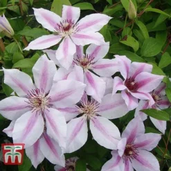 Clematis 'Nelly Moser' -Florist Zone CLEM T58049 D