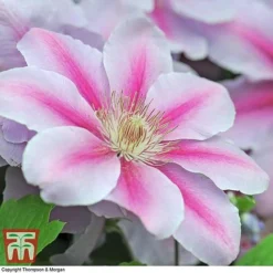 Clematis 'Nelly Moser' -Florist Zone CLEM T58049 E