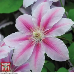 Clematis 'Nelly Moser' -Florist Zone CLEM T58049 F