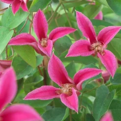 Clematis 'Princess Diana' 7 Clematis 'Princess Diana' -Florist Zone CLEM T58051 A h