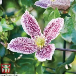 Clematis Cirrhosa Var. Purpurascens 'Freckles' -Florist Zone CLEM T59148 C1