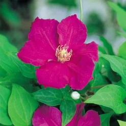Clematis 'Ernest Markham' -Florist Zone CLEM T59151 A h