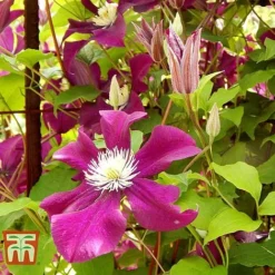 Clematis 'Ernest Markham' -Florist Zone CLEM T59151 D