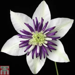 Clematis Florida 'Sieboldii'