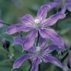 Clematis 'Arabella'