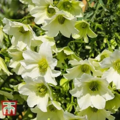 Clematis 'Early Sensation' -Florist Zone CLEM T59407 C